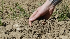 das Klimaphänomen El Niño kann extreme Dürren auslösen.