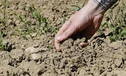 das Klimaphänomen El Niño kann extreme Dürren auslösen.