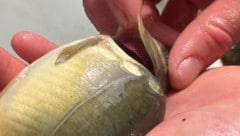 Heistinger ist ein Veterinärmediziner, der sich um das Wohl der Fische kümmert.