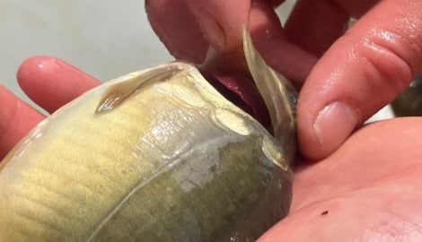 Heistinger ist ein Veterinärmediziner, der sich um das Wohl der Fische kümmert.