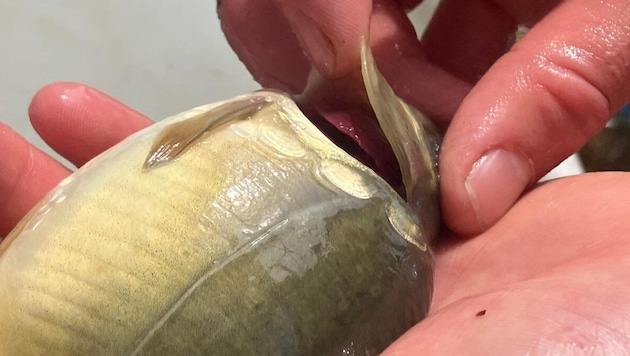 Heistinger ist ein Veterinärmediziner, der sich um das Wohl der Fische kümmert.