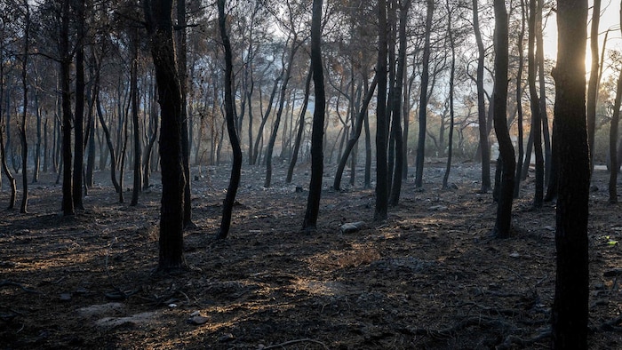 Wald, Buschland und landwirtschaftliche Flächen fielen den Flammen zum Opfer.