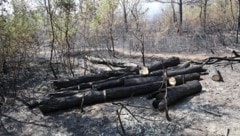 In der Lobau konnte „Brand aus“ gegeben werden.