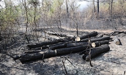 In der Lobau konnte „Brand aus“ gegeben werden.