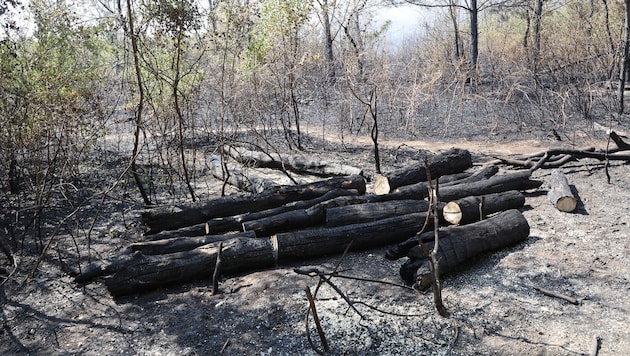 In der Lobau konnte „Brand aus“ gegeben werden.