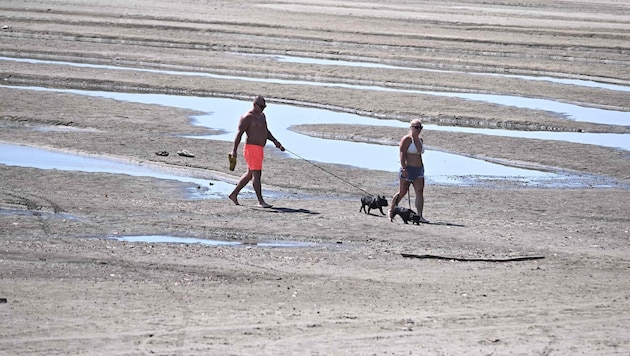 Unter normalen Umständen könnten diese beiden Hundebesitzer mit ihren Haustieren hier nicht so ...