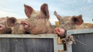 Schweine sind hochintelligente und soziale Lebewesen. Freilandhaltung ist das Optimum.