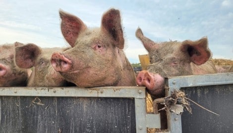 Schweine sind hochintelligente und soziale Lebewesen. Freilandhaltung ist das Optimum.