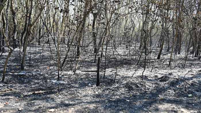 Rund sechs Hektar Vegetation wurden durch den Brand „großteils vernichtet“.