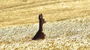 Rehe, Hasen und Vögel, aber auch Igel und andere Wildtiere sind besonders betroffen.