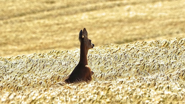 Rehe, Hasen und Vögel, aber auch Igel und andere Wildtiere sind besonders betroffen.