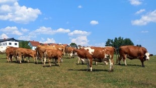 Bio-Landwirtin Gertraud Zeiringer hält in Sankt Lorenzen im Mürztal 28 Muttertiere.