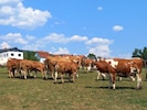 Bio-Landwirtin Gertraud Zeiringer hält in Sankt Lorenzen im Mürztal 28 Muttertiere.