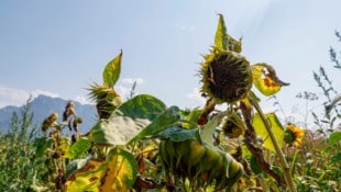 Bauern leiden unter der anhaltenden Trockenheit.