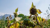 Bauern leiden unter der anhaltenden Trockenheit.