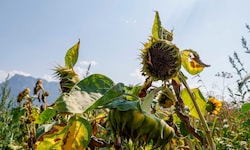 Bauern leiden unter der anhaltenden Trockenheit.