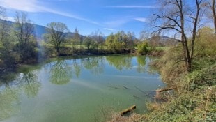 Der Sauwinkel am Alten Rhein in Altach.