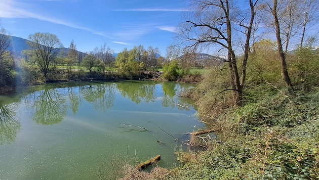 Der Sauwinkel am Alten Rhein in Altach.