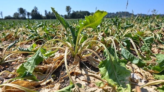 Die Trockenheit belastet die Landwirtschaft enorm.