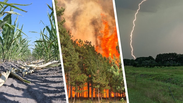 Hitze, Brände, Unwetter: Die aktuellen Wetterbedingungen setzen der Natur schwer zu.