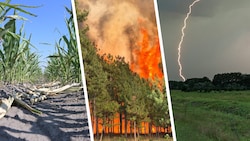 Hitze, Brände, Unwetter: Die aktuellen Wetterbedingungen setzen der Natur schwer zu.