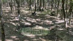 Mit Wasser befüllt, lebenswichtig für Wildtiere bei Hitze.