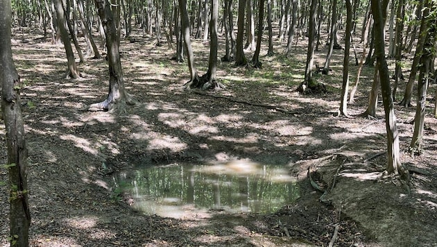 Mit Wasser befüllt, lebenswichtig für Wildtiere bei Hitze.
