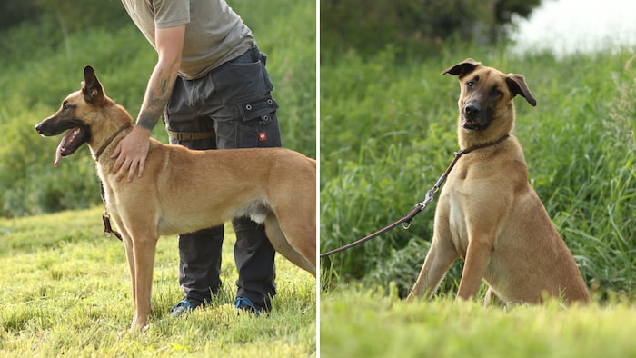 Hund mit großem Herz.