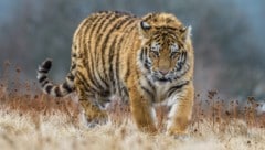 Trotz strenger Schutzmaßnahmen gilt der Sibirische Tiger durch Wilderei und Lebensraumverlust ...