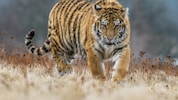 Die Attacke der Raubkatze endete tödlich – warum der Mann ins Gehege sprang, ist derzeit noch ...