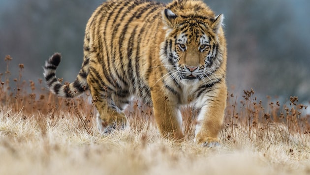 Trotz strenger Schutzmaßnahmen gilt der Sibirische Tiger durch Wilderei und Lebensraumverlust ...