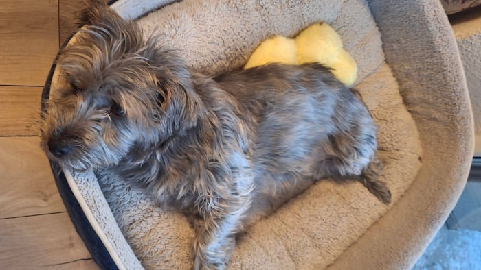 Hundedame sucht neues Bettchen!