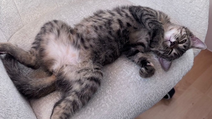 Miau, miau! Wer möchte kuscheln?
