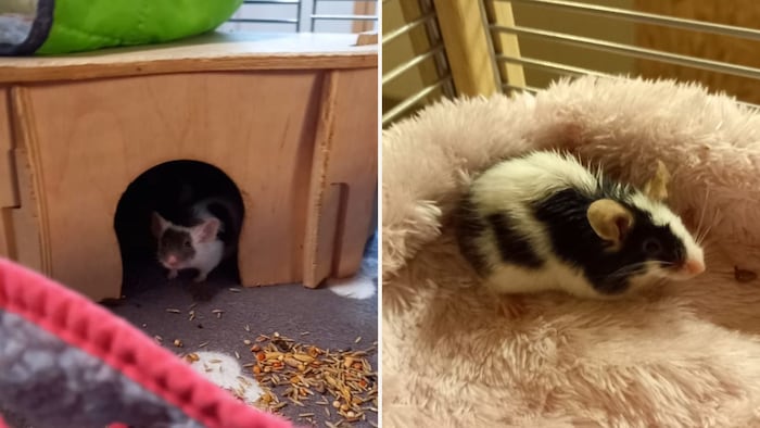 Nagetierchen wollen geliebt werden!