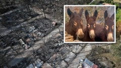 In Spanien haben drei Esel einen verheerenden Waldbrand überlebt, der auf ihrer Farm wütete.