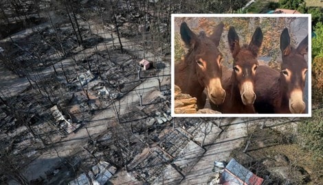 In Spanien haben drei Esel einen verheerenden Waldbrand überlebt, der auf ihrer Farm wütete.
