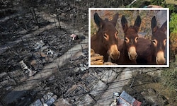 In Spanien haben drei Esel einen verheerenden Waldbrand überlebt, der auf ihrer Farm wütete.