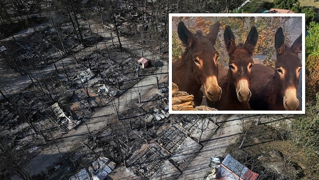In Spanien haben drei Esel einen verheerenden Waldbrand überlebt, der auf ihrer Farm wütete.
