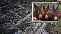In Spanien haben drei Esel einen verheerenden Waldbrand überlebt, der auf ihrer Farm wütete.