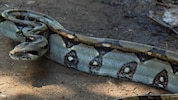 Schreck für einen Deutschen: Er hat beim Rasenmähen eine Königsboa in seinem Garten entdeckt ...