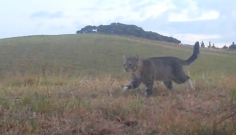 „Nine Lives“ streunte jahrelang durch ein Gebiet im Norden der Halbinsel Purerua. Er vernichtete ...