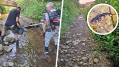 730 Fische wurden in drei Tagen vom fast ausgetrockneten Schlattenbach in die benachbarte Pitten ...