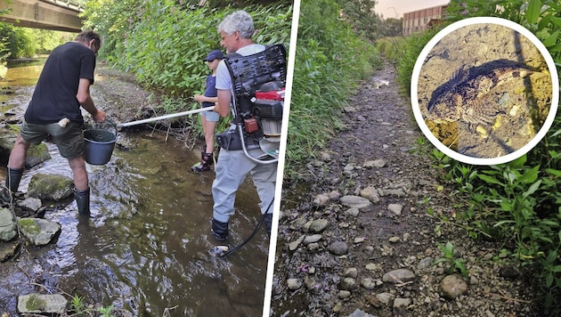 730 Fische wurden in drei Tagen vom fast ausgetrockneten Schlattenbach in die benachbarte Pitten ...