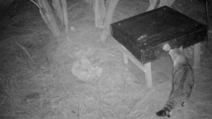 „Nine Lives“ an einer Futterfalle, der er wieder einmal entkam.