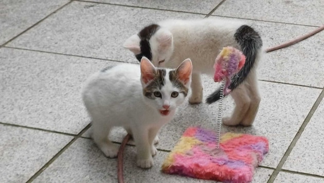 Die Kitten sind jetzt wieder in Dietach vereint.
