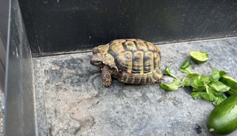 Die Schildkröte wurde medizinisch versorgt und erholt sich von ihren Verletzungen.