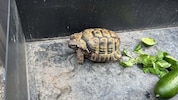 Die Schildkröte wurde medizinisch versorgt und erholt sich von ihren Verletzungen.