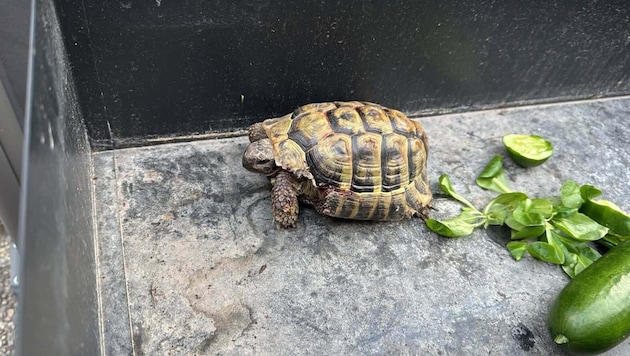 Die Schildkröte wurde medizinisch versorgt und erholt sich von ihren Verletzungen.