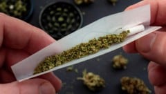 „Gras“ bzw. Marihuana hat einen deutlich höheren THC-Wert als Cannabis – und ist daher auch als ...