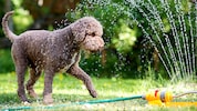 Wasserspiele im Garten sollte man nun eher nicht machen.
